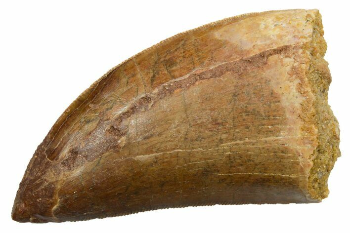 Serrated, Carcharodontosaurus Tooth - Real Dinosaur Tooth #351625